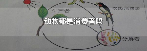 动物都是消费者吗