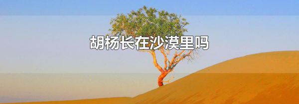 胡杨长在沙漠里吗