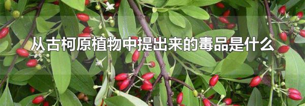 从古柯原植物中提出来的毒品是什么