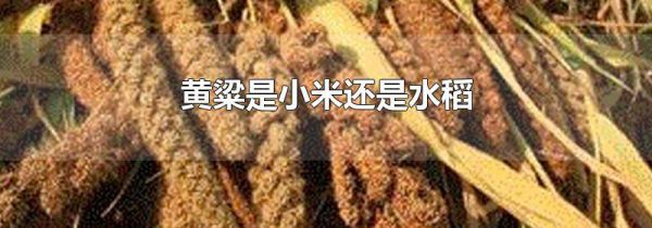 黄粱是小米还是水稻