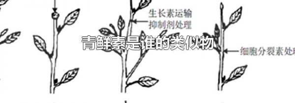 青鲜素是谁的类似物