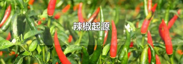 辣椒起源