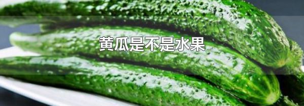 黄瓜是不是水果