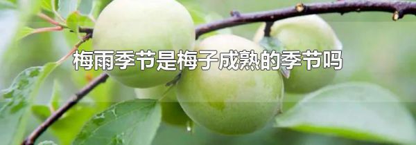 梅雨季节是梅子成熟的季节吗