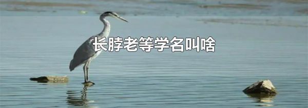 长脖老等学名叫啥