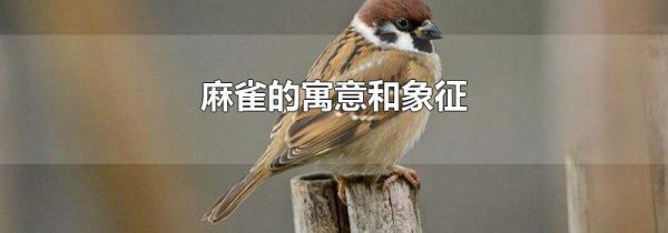 麻雀的寓意和象征