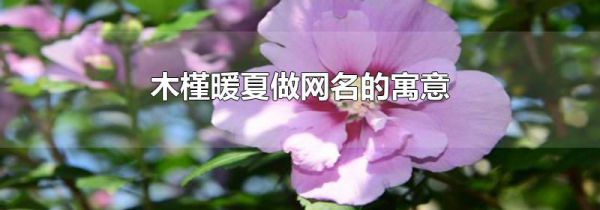 木槿暖夏做网名的寓意
