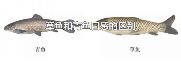 草鱼和青鱼口感的区别