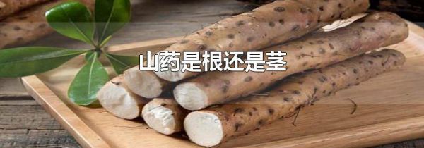 山药是根还是茎
