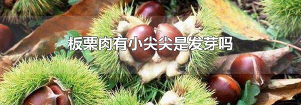 板栗肉有小尖尖是发芽吗
