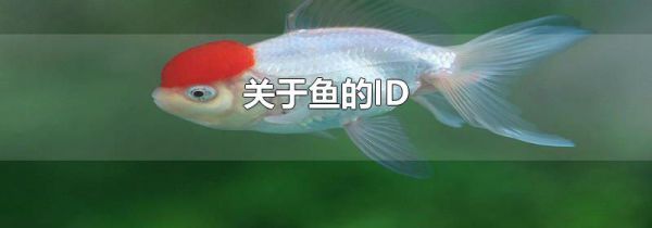 关于鱼的ID
