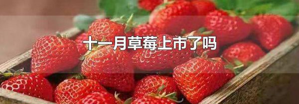 十一月草莓上市了吗