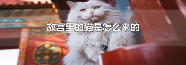 故宫里的猫是怎么来的