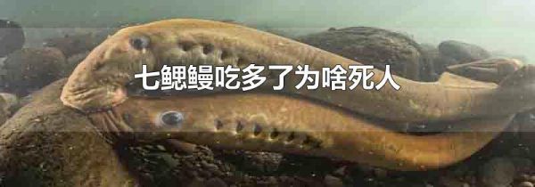 七鳃鳗吃多了为啥死人