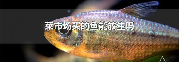 菜市场买的鱼能放生吗