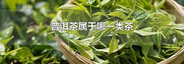 普洱茶属于哪一类茶