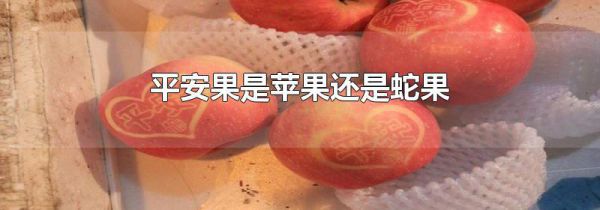 平安果是苹果还是蛇果