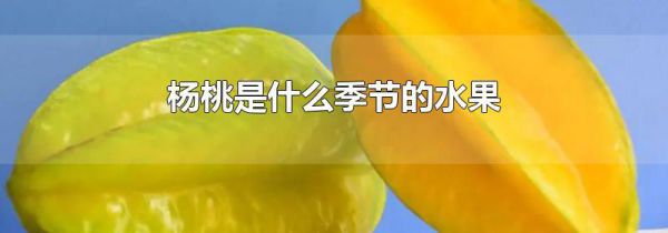 杨桃是什么季节的水果