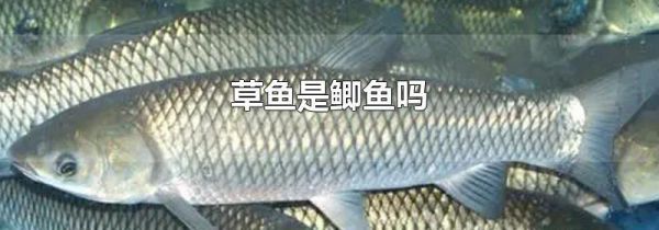 草鱼是鲫鱼吗