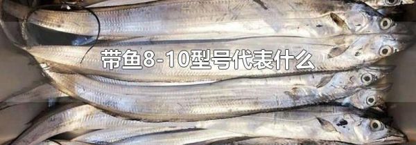 带鱼8-10型号代表什么