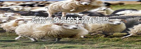 动物气象员的本领有哪些