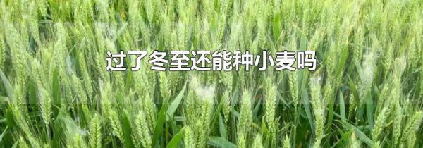 过了冬至还能种小麦吗