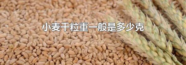 小麦千粒重一般是多少克