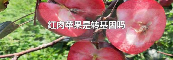 红肉苹果是转基因吗