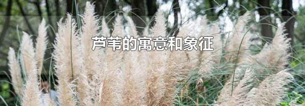 芦苇的寓意和象征