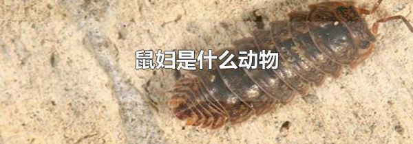 鼠妇是什么动物