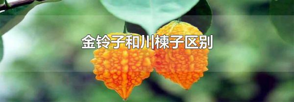 金铃子和川楝子区别