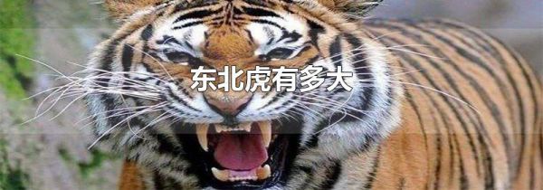 东北虎有多大