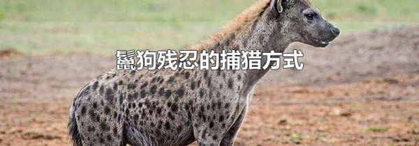 鬣狗残忍的捕猎方式