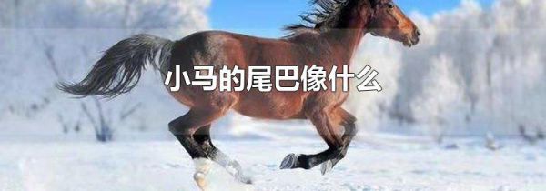 小马的尾巴像什么