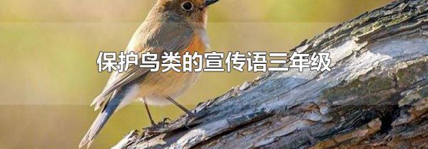 保护鸟类的宣传语三年级