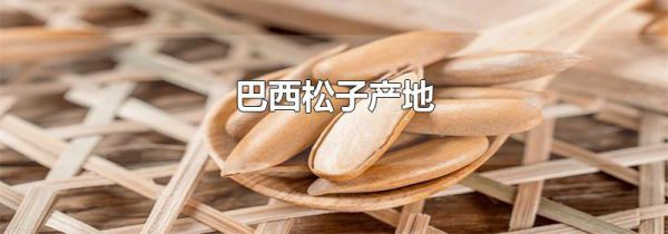 巴西松子产地