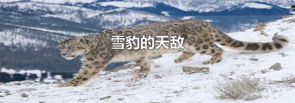 雪豹的天敌