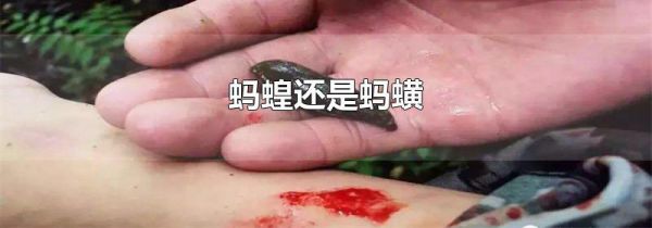 蚂蝗还是蚂蟥
