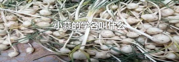 小蒜的学名叫什么