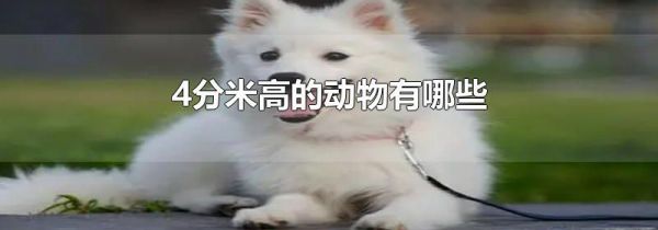 4分米高的动物有哪些