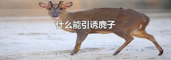 什么能引诱麂子
