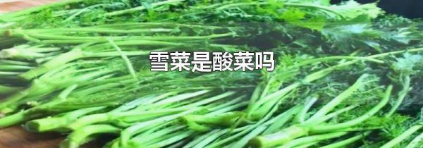 雪菜是酸菜吗