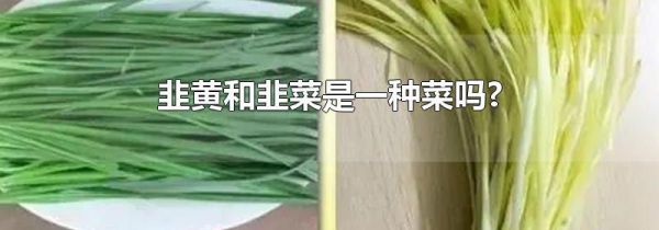 韭黄和韭菜是一种菜吗?