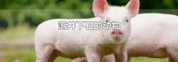 落井下石的动物