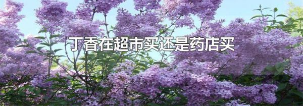 丁香在超市买还是药店买