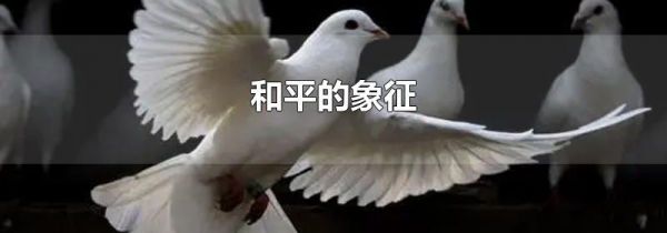 和平的象征