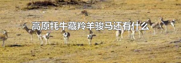 高原牦牛藏羚羊骏马还有什么