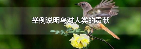 举例说明鸟对人类的贡献