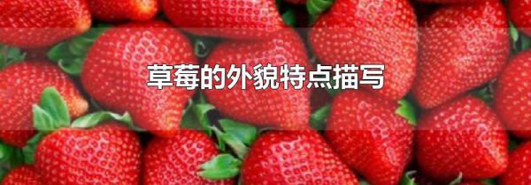 草莓的外貌特点描写