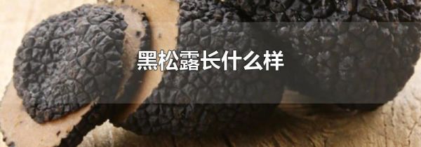 黑松露长什么样